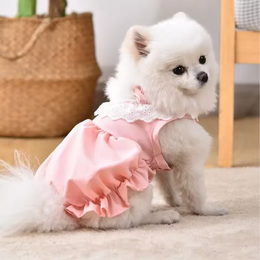 Kattenjurk met Kant – Zachte Zomer Prinses Rok voor Katten & Kleine Honden
