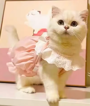 Kattenjurk met Kant – Zachte Zomer Prinses Rok voor Katten & Kleine Honden