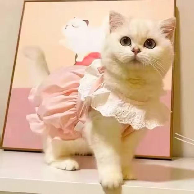 Kattenjurk met Kant – Zachte Zomer Prinses Rok voor Katten & Kleine Honden