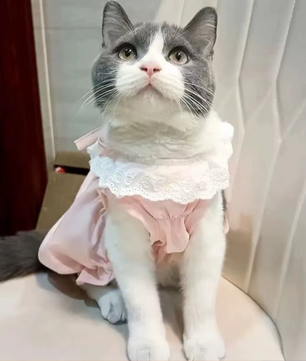 Kattenjurk met Kant – Zachte Zomer Prinses Rok voor Katten & Kleine Honden