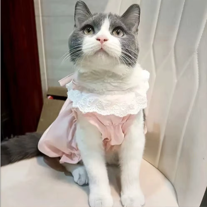 Kattenjurk met Kant – Zachte Zomer Prinses Rok voor Katten & Kleine Honden