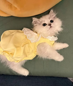 Kattenjurk met Kant – Zachte Zomer Prinses Rok voor Katten & Kleine Honden
