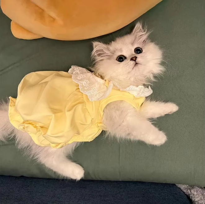 Kattenjurk met Kant – Zachte Zomer Prinses Rok voor Katten & Kleine Honden