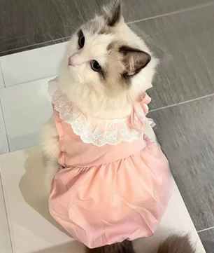 Kattenjurk met Kant – Zachte Zomer Prinses Rok voor Katten & Kleine Honden
