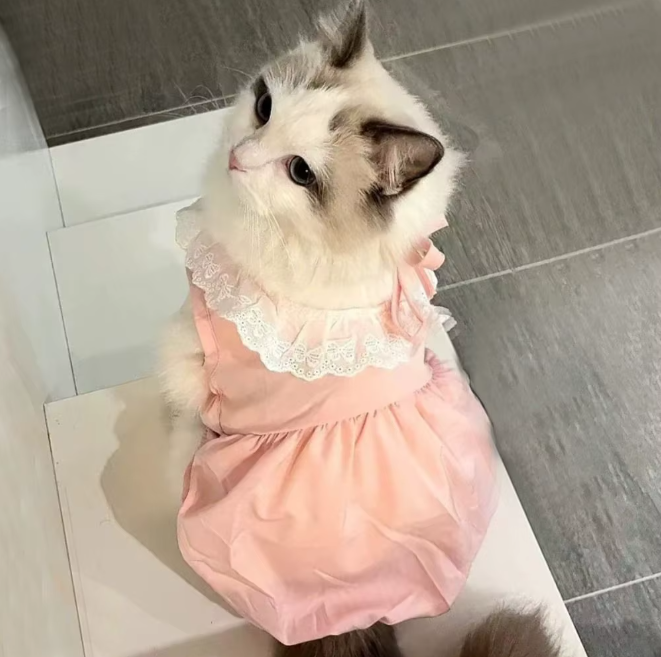 Kattenjurk met Kant – Zachte Zomer Prinses Rok voor Katten & Kleine Honden