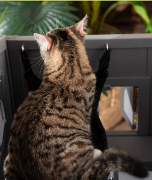 Kattenhuis met Asfaltdak – 2 Verdiepingen, Trap & Hangmat, Voor Binnen en Buiten