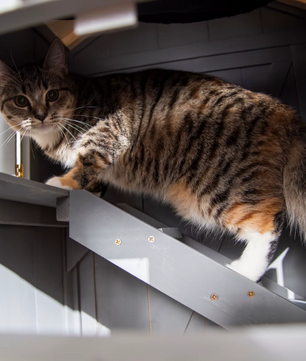 Kattenhuis met Asfaltdak – 2 Verdiepingen, Trap & Hangmat, Voor Binnen en Buiten