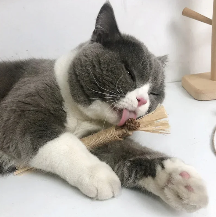 Set van 1/2/5/10 Stuks Katten Speelgoed – Natuurlijke Matatabi Kauwstokken voor Gezonde Tanden