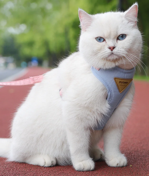 Ademend Honden- en Kattenharnas met Riem – Nylon Mesh & Suède, Verstelbaar en Comfortabel