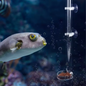 Acryl Aquarium Voederbuis – Transparante Garnalen & Vis Feeder met Lade