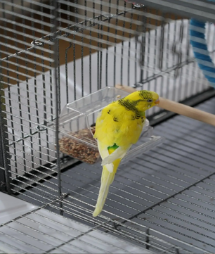 Metalen Vogelkooi 60 cm met Lade en Zitstok – Ruime Kooi voor Parkieten, Kanaries en Papegaaien