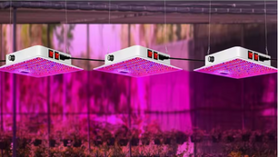 100W Full Spectrum LED Kweeklamp – Plantengroeilamp voor Binnenplanten, Kas en Zaailingen