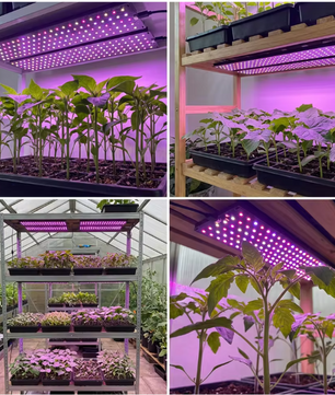 Full Spectrum LED Kweeklamp voor Planten – Dimbare Groeilamp met Timer voor Plantplanken
