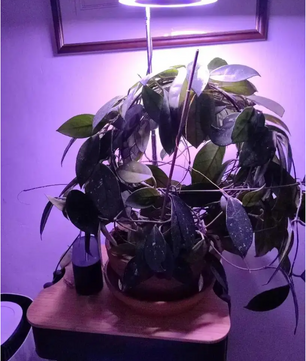 LED Kweeklamp met Standaard – Verstelbare Full Spectrum Groeilamp voor Kamerplanten