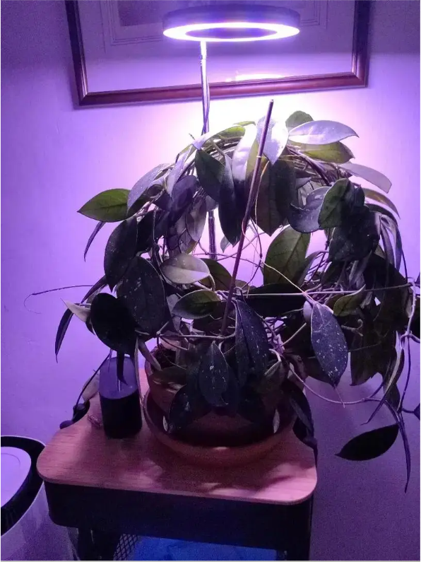 LED Kweeklamp met Standaard – Verstelbare Full Spectrum Groeilamp voor Kamerplanten