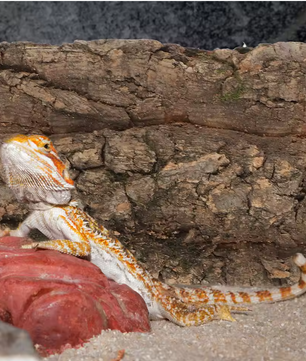 Set van 2 Natuurlijke Kurkschors – Terrarium en Reptielen Decoratie met Klimoppervlak