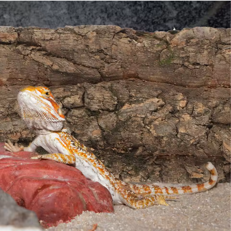 Set van 2 Natuurlijke Kurkschors – Terrarium en Reptielen Decoratie met Klimoppervlak