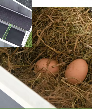 Houten Kippenhok met Legnest en Ren – Buitenverblijf voor 3–4 Kippen