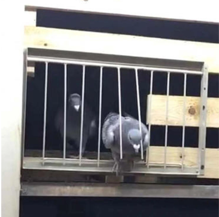 RVS Duiven Ingangsdeur – Draadframe Bob Door voor Duivenhok