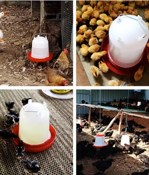 Automatische Kip Waterdispenser 3L – Pluimvee Drinkemmer voor Kippen en Vogels