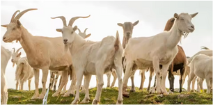 Handmatige Melkmachine 2L – Draagbare Melkset met RVS Fles voor Geiten en Schapen