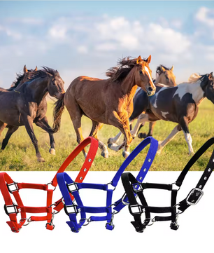 Gewatteerd Paardenhalster – Verstelbaar Pony Halster met Zachte Hoofdband