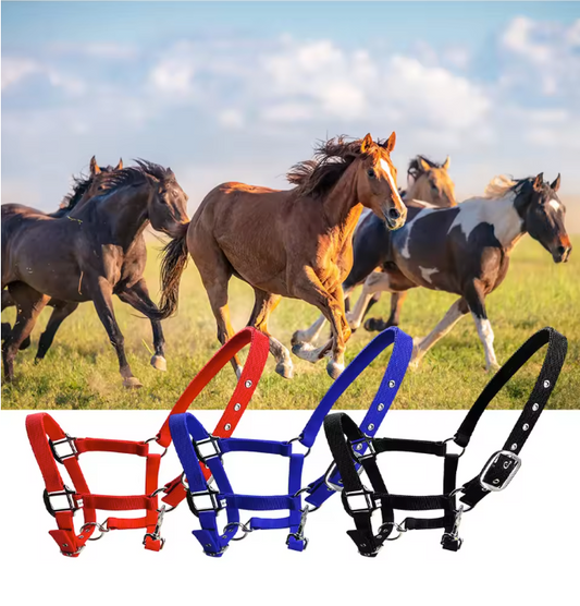 Gewatteerd Paardenhalster – Verstelbaar Pony Halster met Zachte Hoofdband