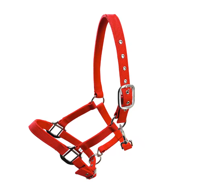 Gewatteerd Paardenhalster – Verstelbaar Pony Halster met Zachte Hoofdband