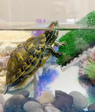 Schildpad Basking Platform met Ramp – Terrarium Rust- en Zonneplek