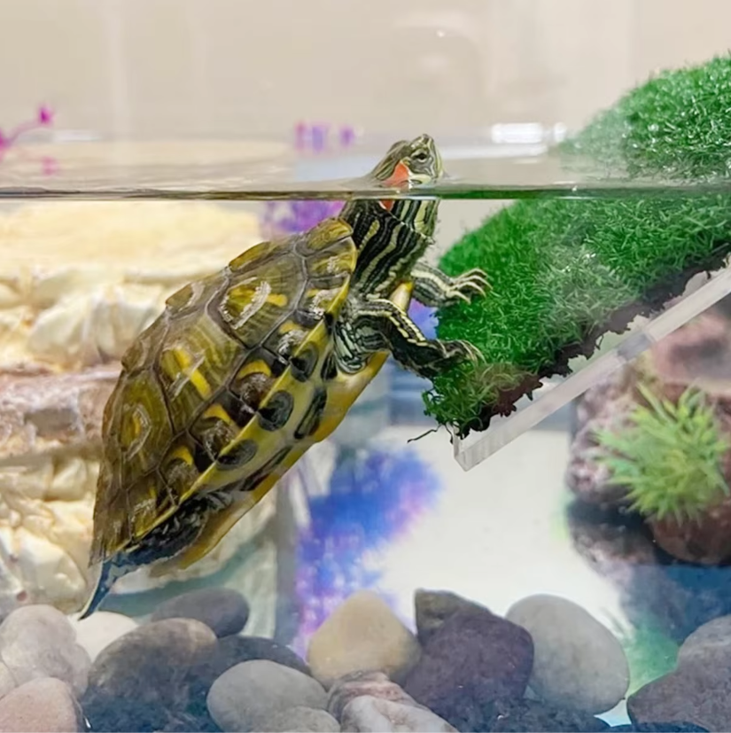 Schildpad Basking Platform met Ramp – Terrarium Rust- en Zonneplek