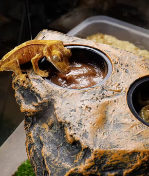 Magnetische Reptielen Voerbak – Terrarium Voer- en Waterhouder voor Glas