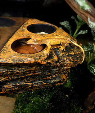 Magnetische Reptielen Voerbak – Terrarium Voer- en Waterhouder voor Glas