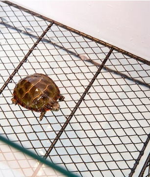 Schildpad Zonneplatform – Drijvend Rust- en Klimplatform voor Aquarium