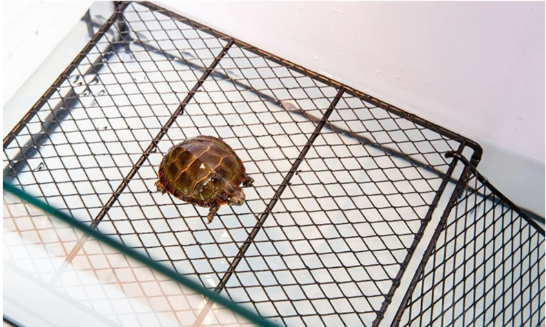 Schildpad Zonneplatform – Drijvend Rust- en Klimplatform voor Aquarium