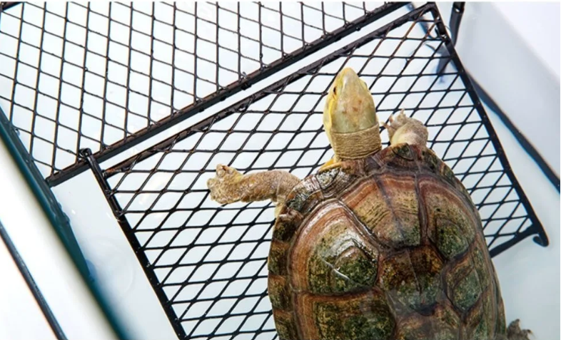 Schildpad Zonneplatform – Drijvend Rust- en Klimplatform voor Aquarium