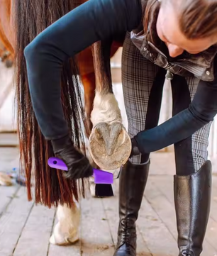 2-in-1 Hoefkrabber met Borstel – Paarden Hoefreiniger voor Verzorging