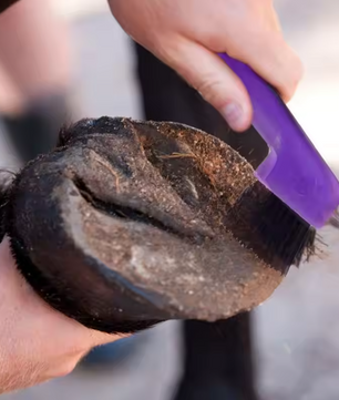 2-in-1 Hoefkrabber met Borstel – Paarden Hoefreiniger voor Verzorging
