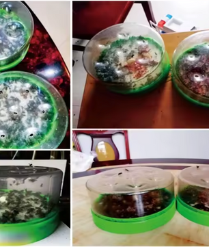 Herbruikbare Vliegenval met 7 Ingangen – Effectieve Vliegenvanger zonder Elektriciteit