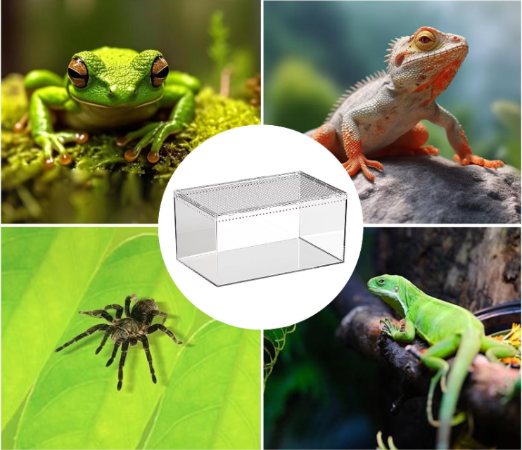 Transparant Reptielen Terrarium – Acryl Behuizing met Ventilatie voor Spin, Gecko, Slang en Kikker