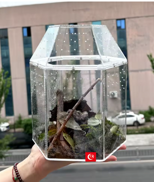 Mini Reptielen Terrarium – Transparante Acryl Kweekbox met Ventilatie voor Spin en Reptielen