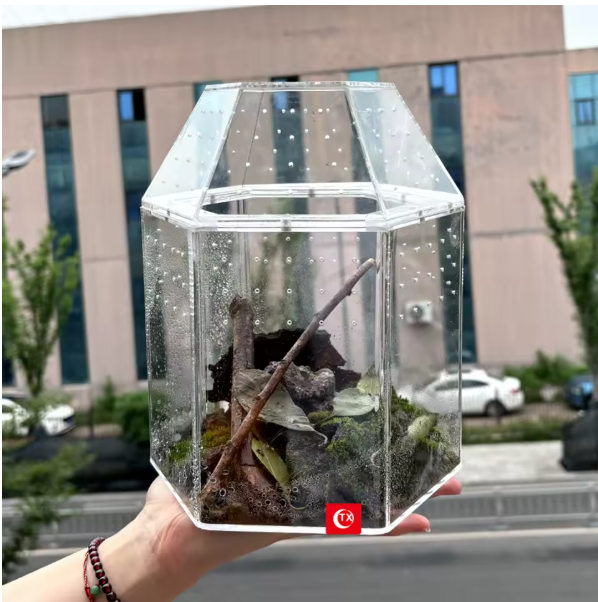 Mini Insecten Terrarium – Transparante Acryl Behuizing met Ventilatie voor Spin, Kikker en Slakken