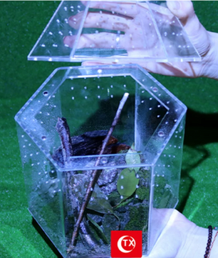 Mini Reptielen Terrarium – Transparante Acryl Kweekbox met Ventilatie voor Spin en Reptielen