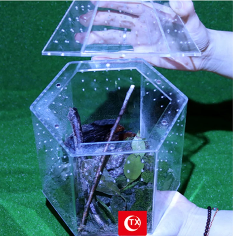 Mini Reptielen Terrarium – Transparante Acryl Kweekbox met Ventilatie voor Spin en Reptielen