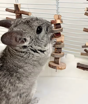 Natuurlijk Houten Kauwspeeltje – Tanden Slijpen Sticks voor Kleine Huisdieren