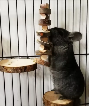 Natuurlijk Houten Kauwspeeltje – Tanden Slijpen Sticks voor Kleine Huisdieren