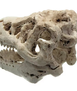 Dinosaurus Fossiel Aquarium Decoratie – Hars Ornament voor Aquarium en Terrarium