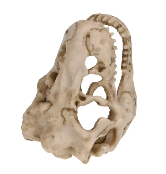 Dinosaurus Fossiel Aquarium Decoratie – Hars Ornament voor Aquarium en Terrarium