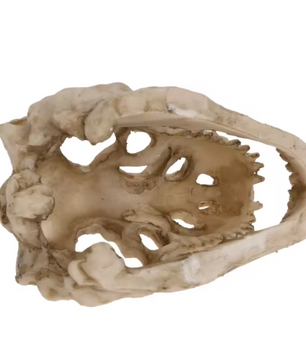 Dinosaurus Fossiel Aquarium Decoratie – Hars Ornament voor Aquarium en Terrarium