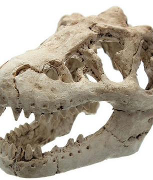 Dinosaurus Fossiel Aquarium Decoratie – Hars Ornament voor Aquarium en Terrarium