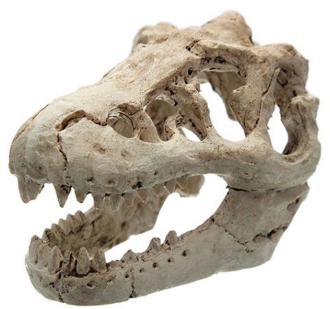 Dinosaurus Fossiel Aquarium Decoratie – Hars Ornament voor Aquarium en Terrarium